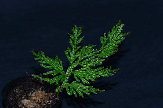 Selaginella sp. "Painted Tips"