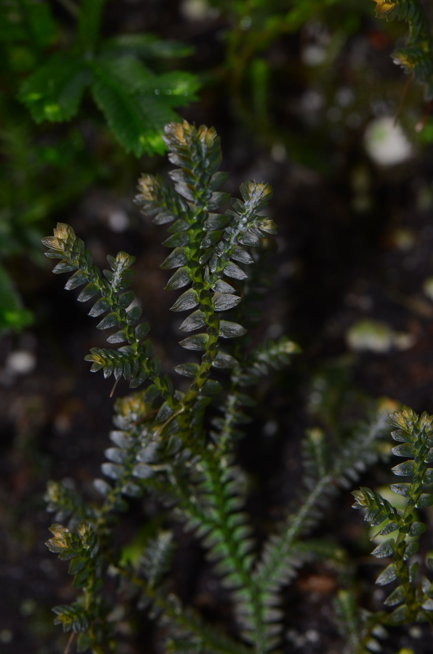 Selaginella sp. "Tarapoto Dark"