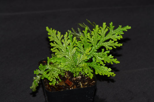Selaginella sp. "Amarillo"