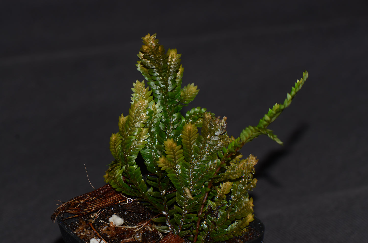 Selaginella sp. "Bronze"