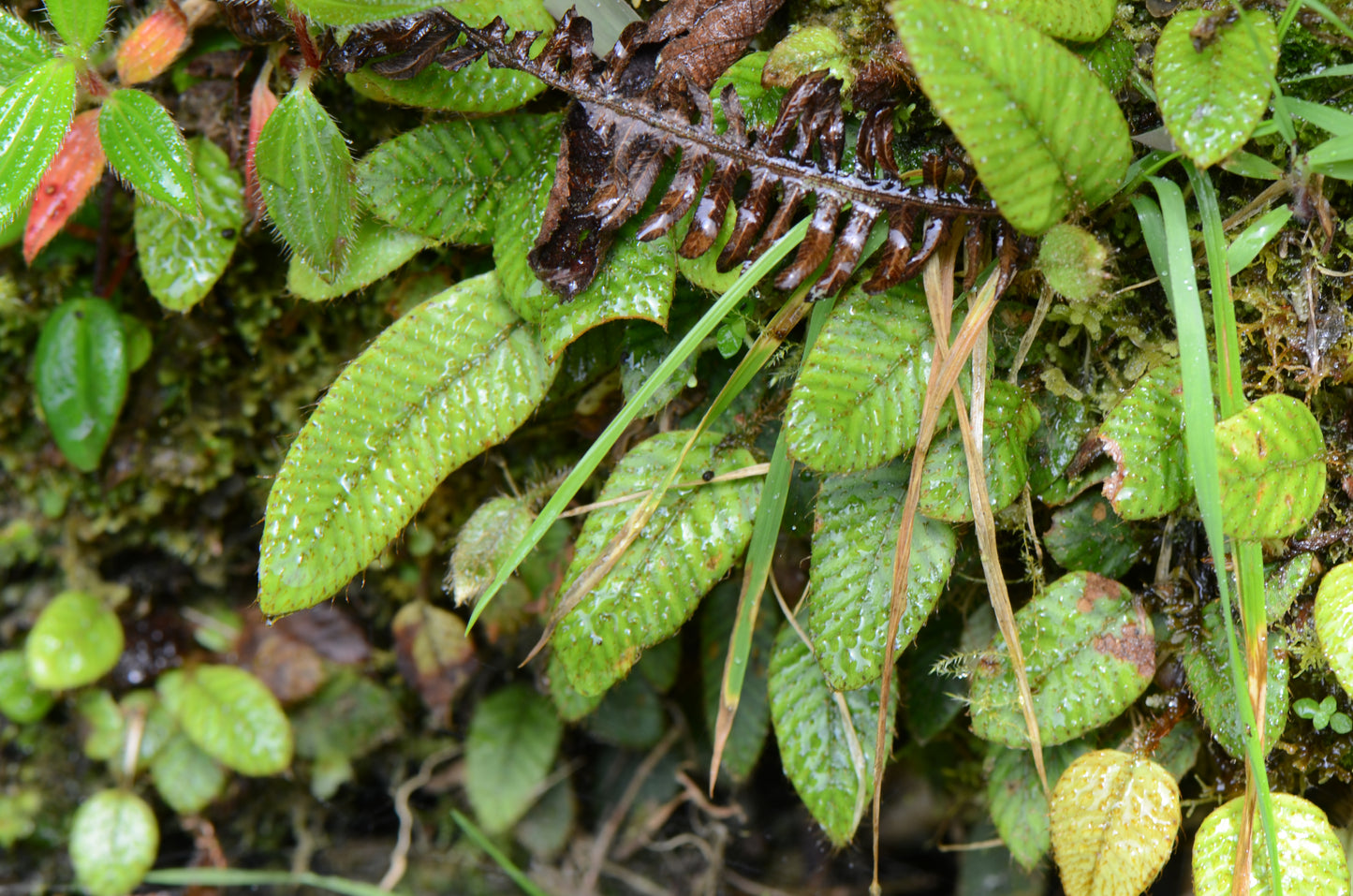 Elaphoglossum sp. "Striped"