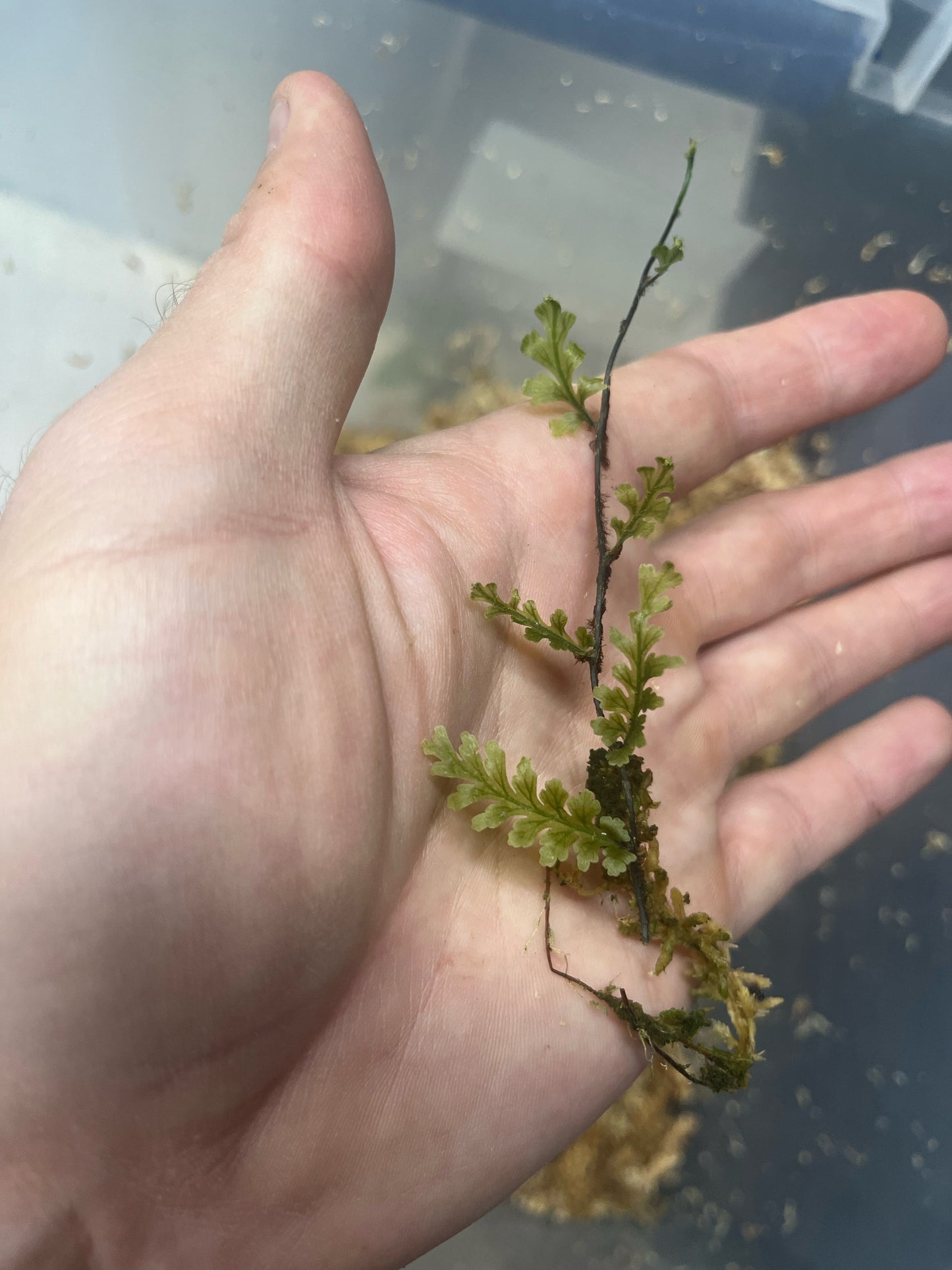 Trichomanes ankersii