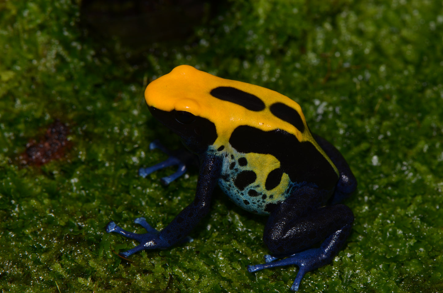 Dendrobates tinctorius "Brazilian Yellowhead"