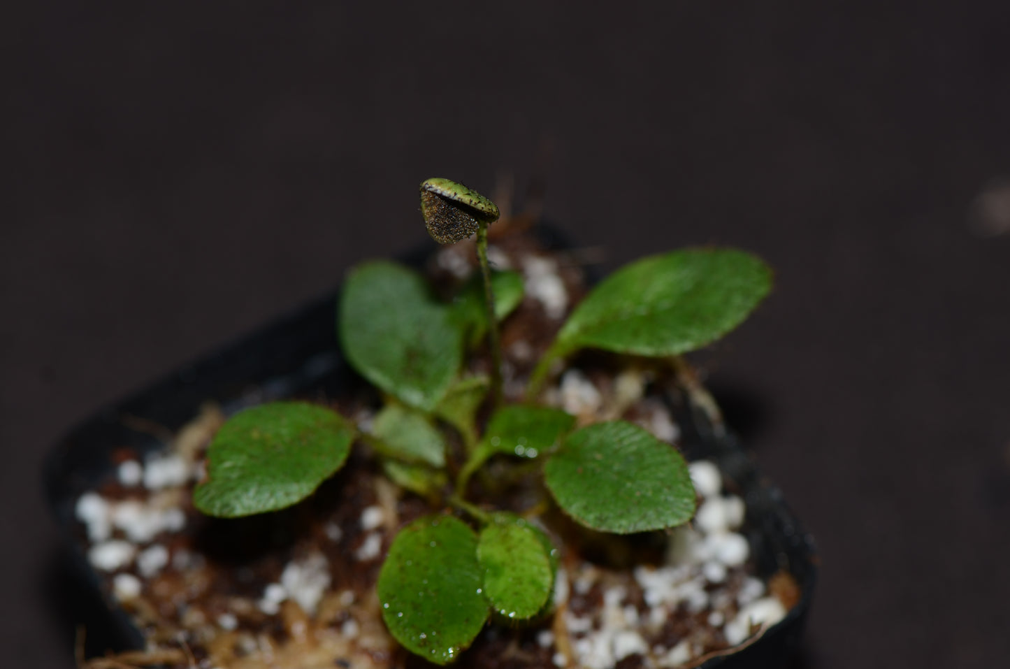 Elaphoglossum aff piloselloides