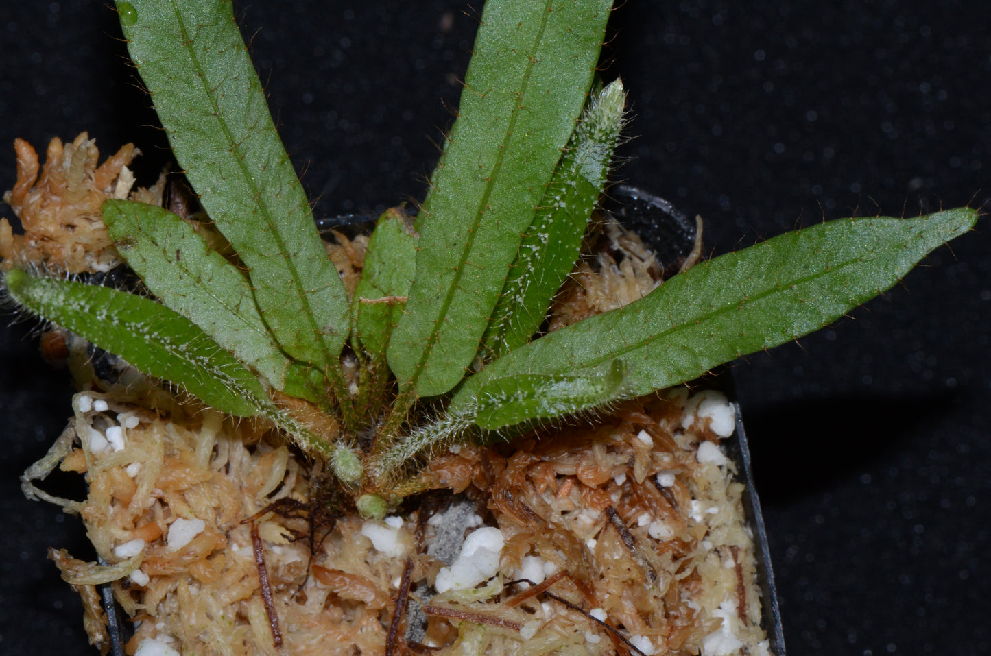 Elaphoglossum aff. squamosum