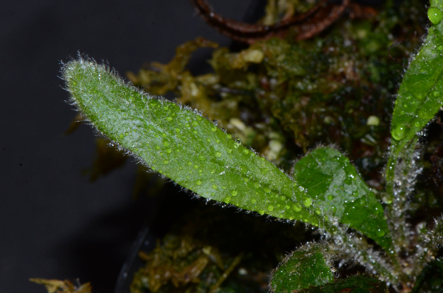 Elaphoglossum aff. muscosum