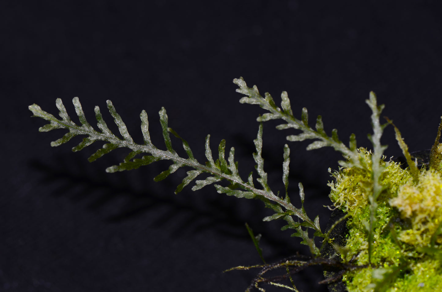 Hymenophyllum sp. Ecuador (Polypodoides)