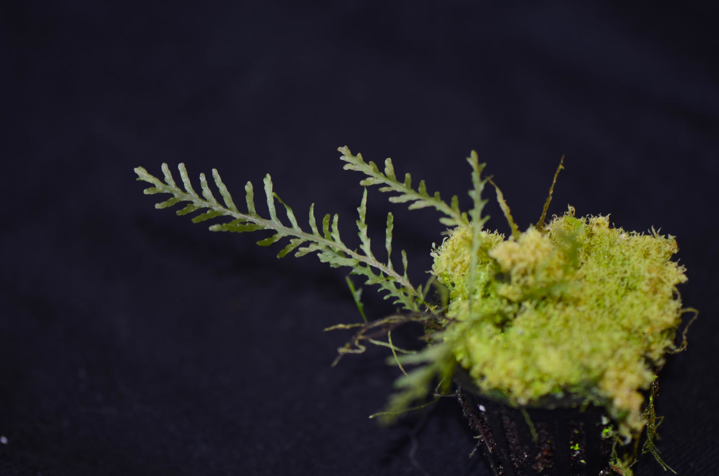 Hymenophyllum sp. Ecuador (Polypodoides)
