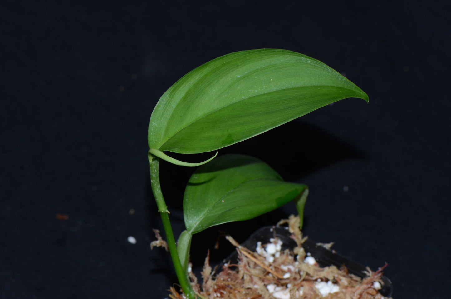 Philodendron sp. "Huallaga"