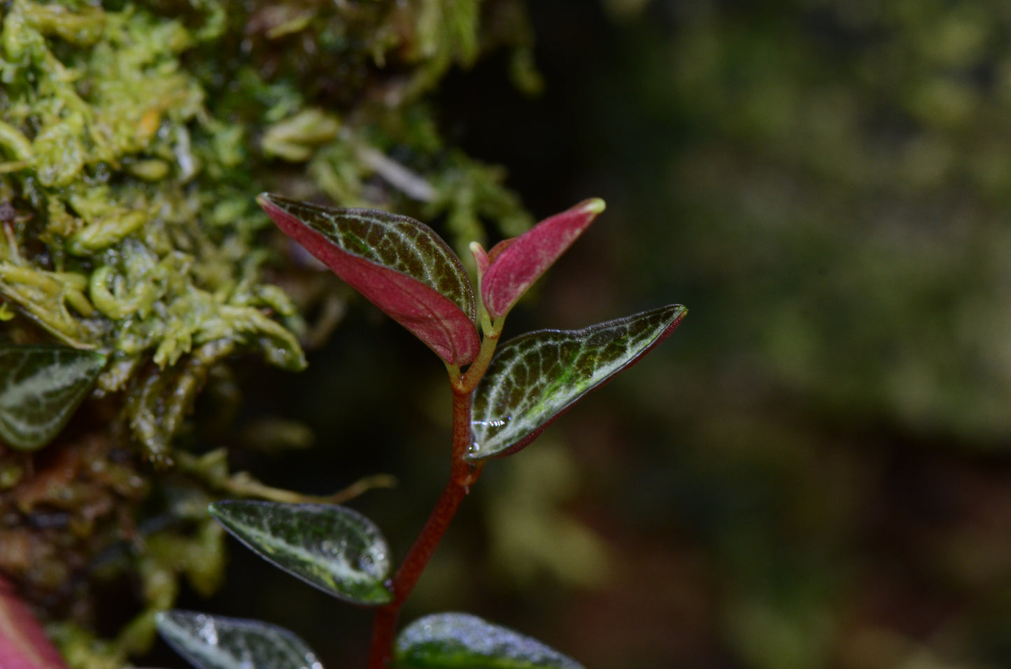 Peperomia aff. tovariana "Red"