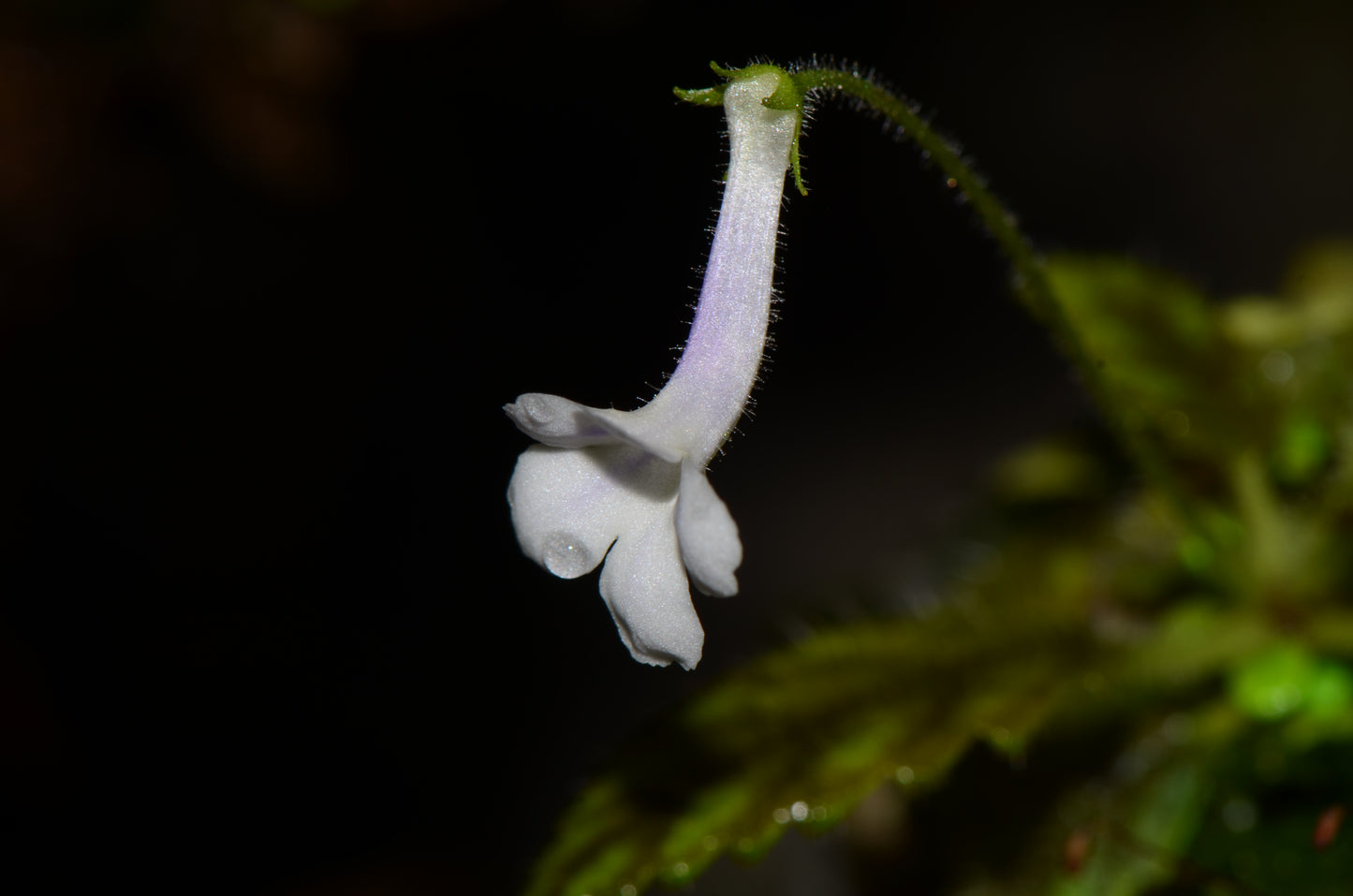 Sinningia muscicola "Rio Das Pedras"