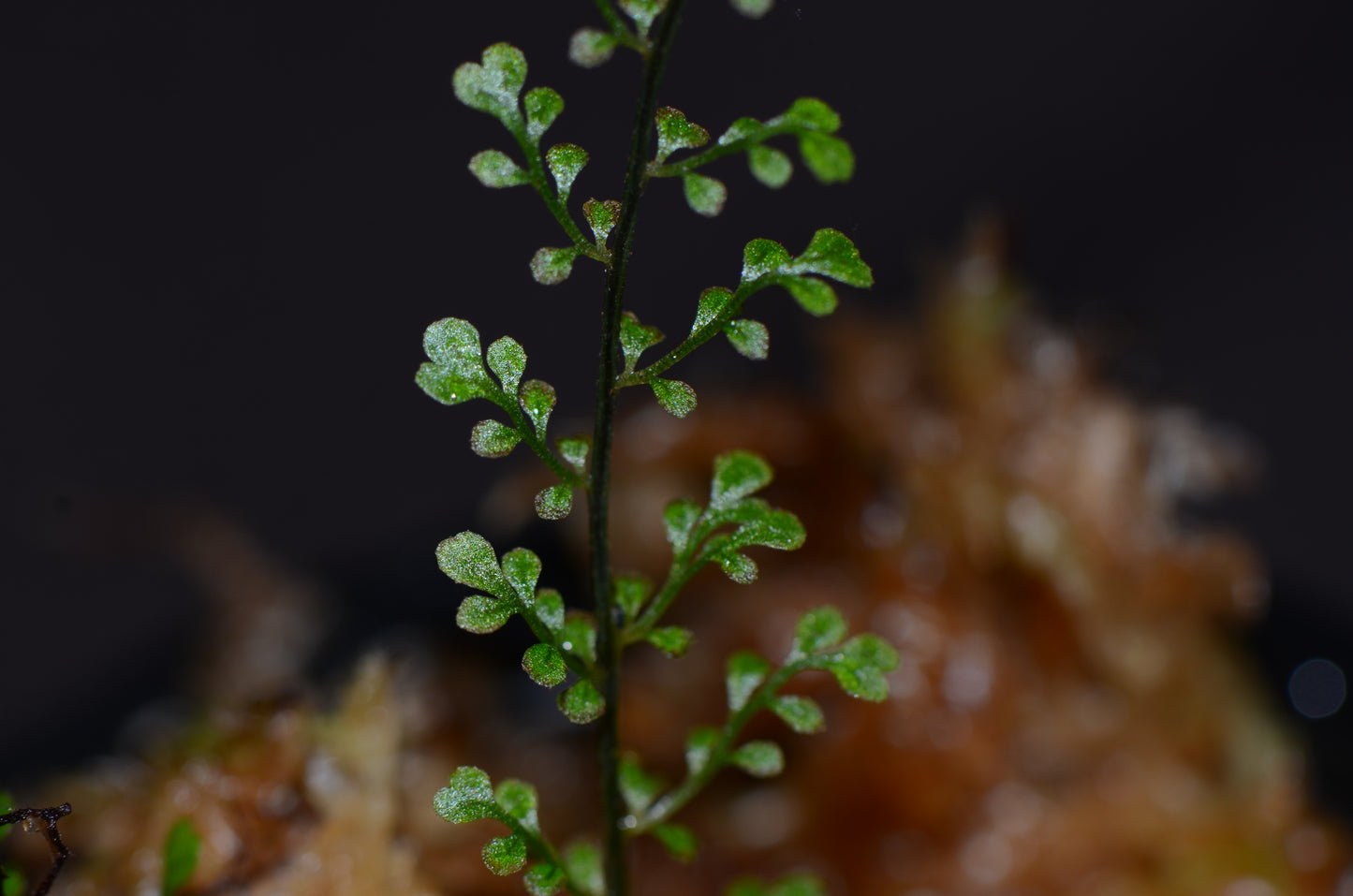 Asplenium sp. "Filigree"