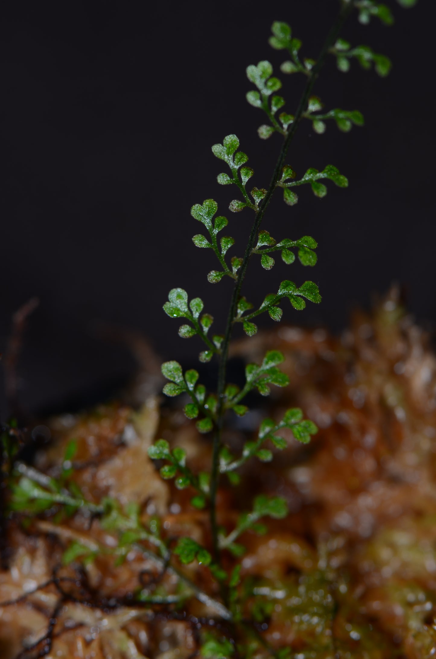 Asplenium sp. "Filigree"