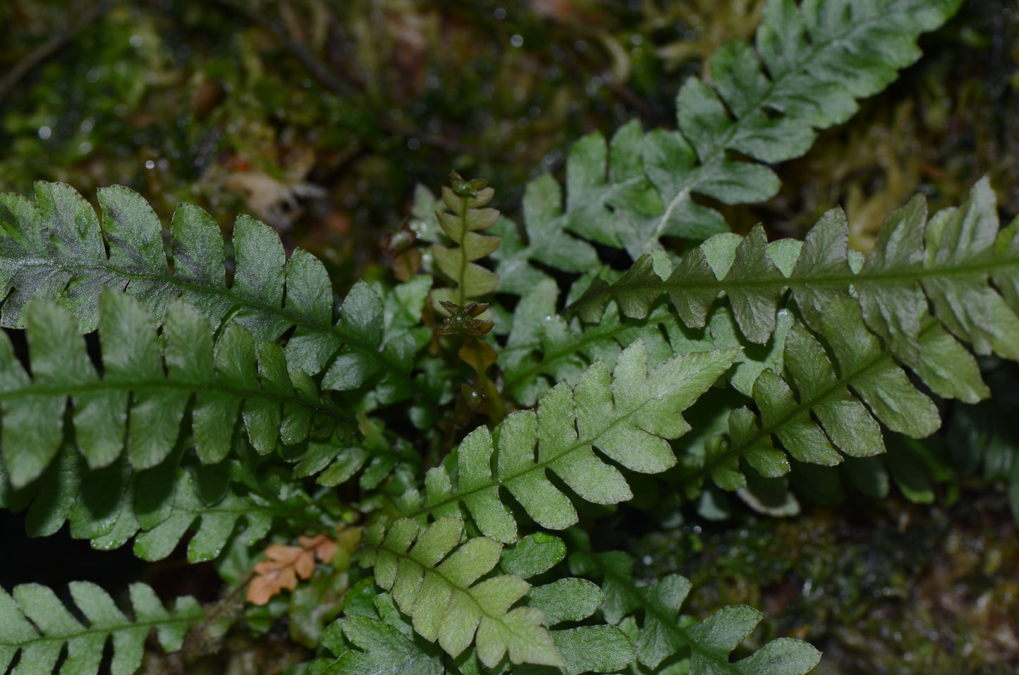 Asplenium sp. "Tarapoto"