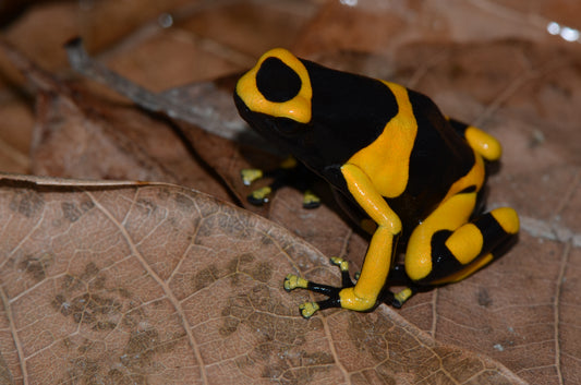 Dendrobates leucomelas "Guyana Banded"