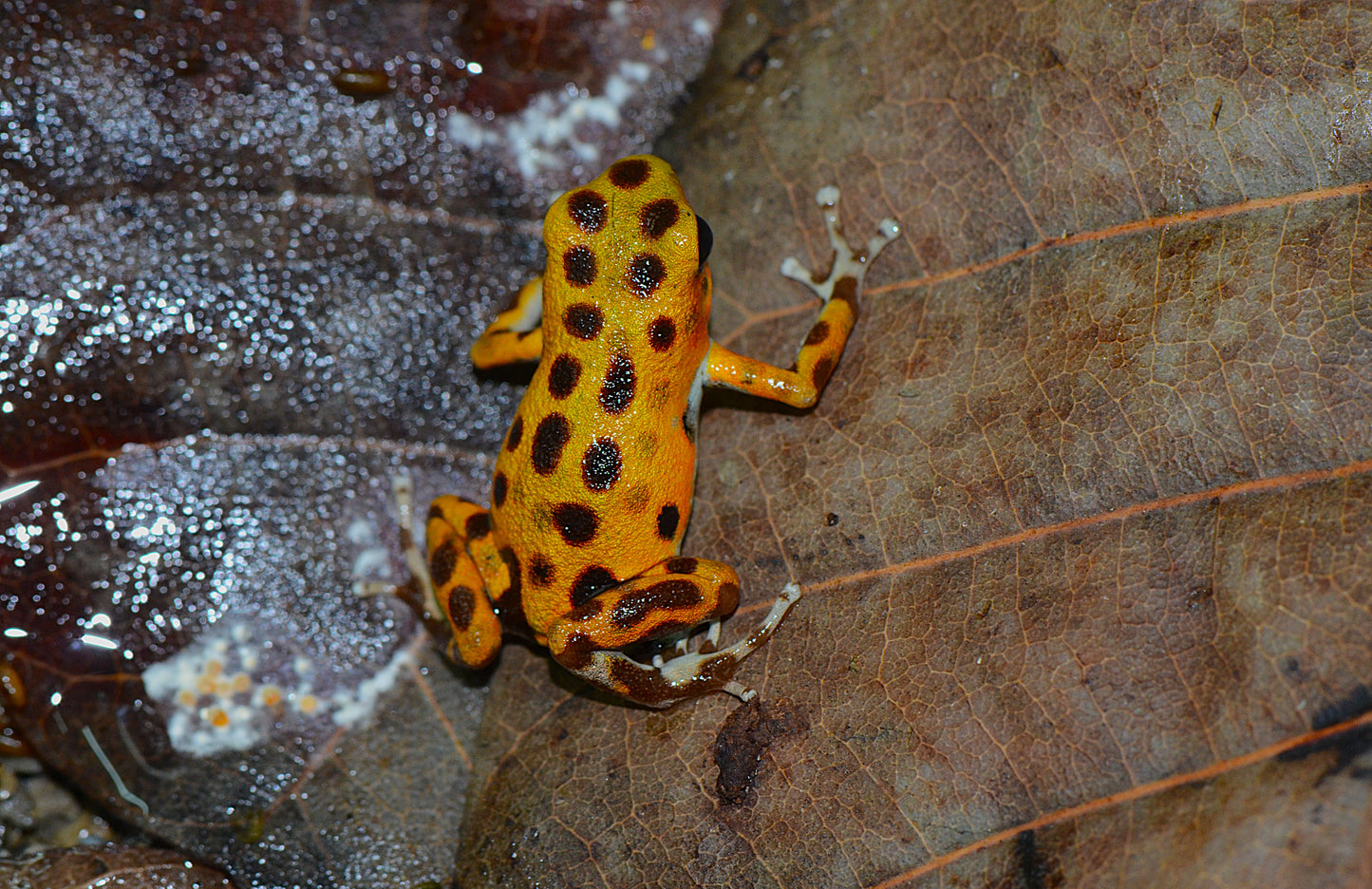 Oophaga pumilio "Bastimentos"