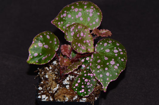 Begonia sp. Maura Wahua
