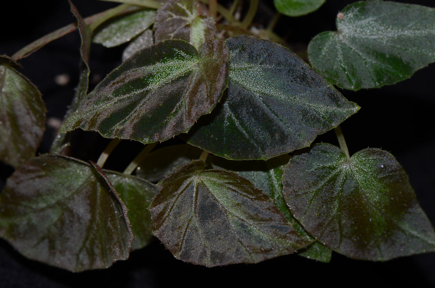 Begonia burkillii