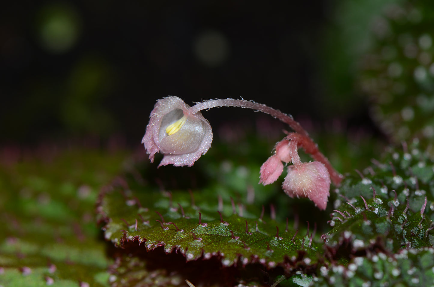 Begonia ocellata