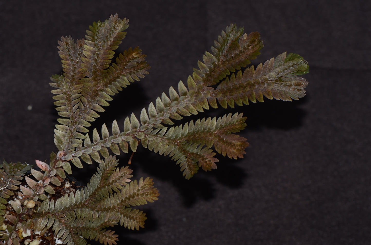 Selaginella sp. "Big Copper"