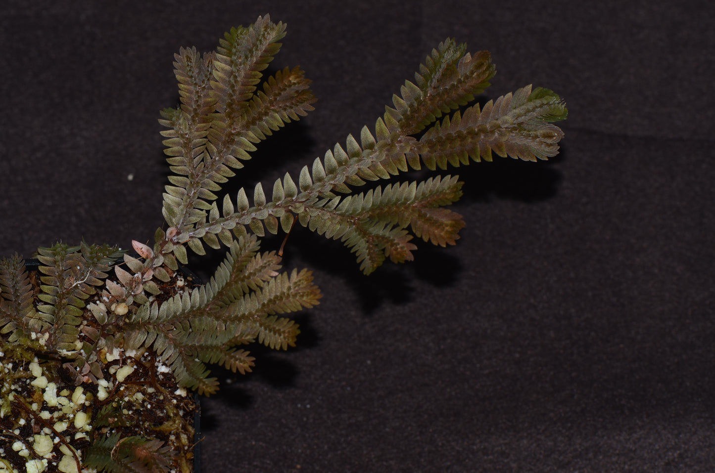 Selaginella sp. "Big Copper"