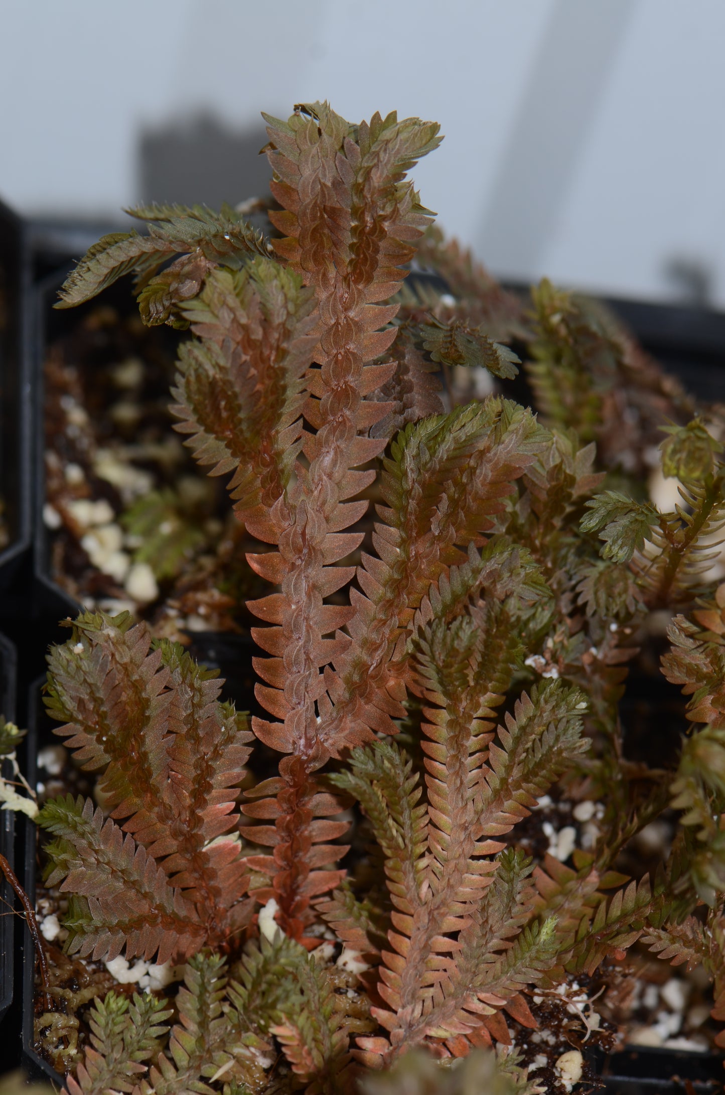 Selaginella sp. "Big Copper"