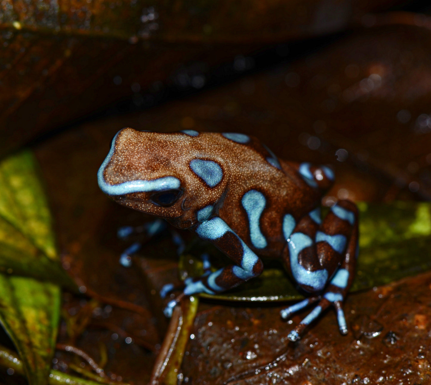 Dendrobates auratus "Blue and Bronze"