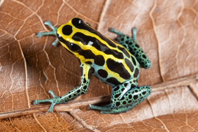 Ranitomeya variabilis "Borja Ridge"