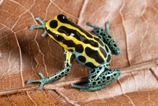 Ranitomeya variabilis "Borja Ridge"