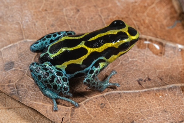 Ranitomeya variabilis "Borja Ridge"