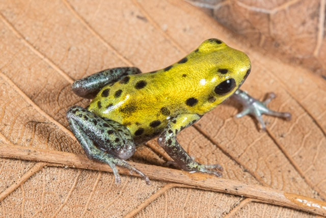 Ranitomeya variabilis "Borja Ridge"
