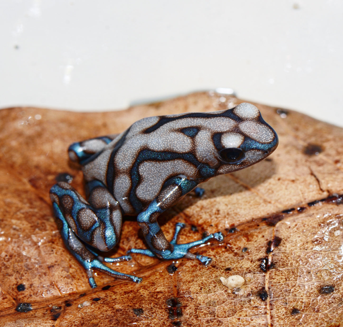 Dendrobates auratus "Campana"