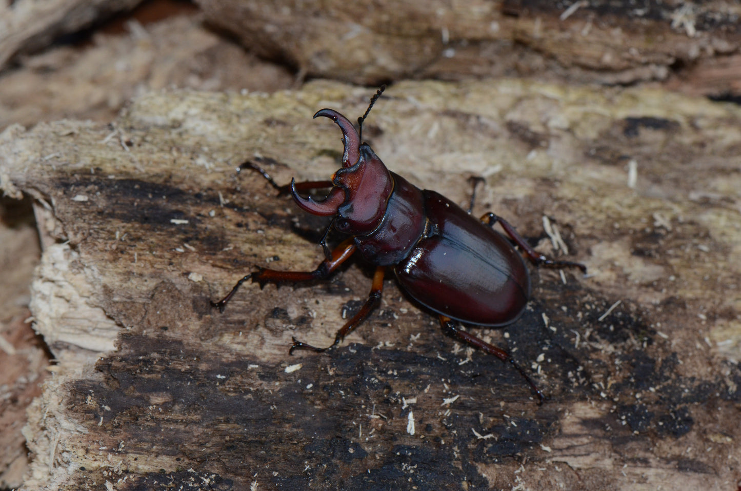 Lucanus capreolus Grub Kit