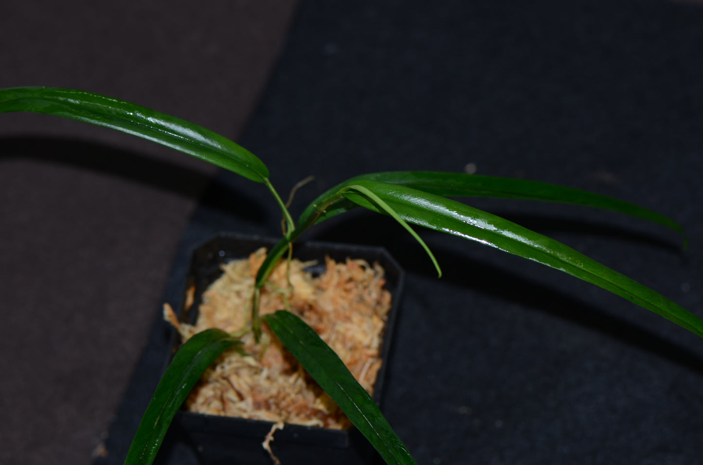 Philodendron aff. chinchamayense "Long Leaf"