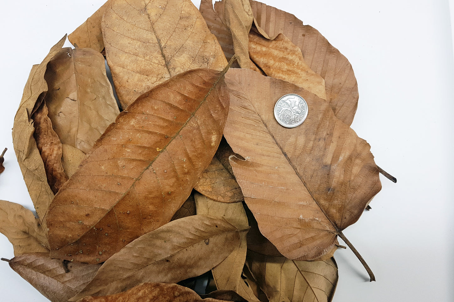 Vacapelata (Cows Ears) leaves