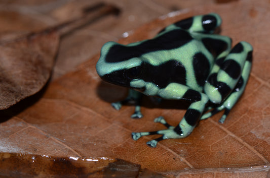 Dendrobates auratus "Costa Rican Green and Black"