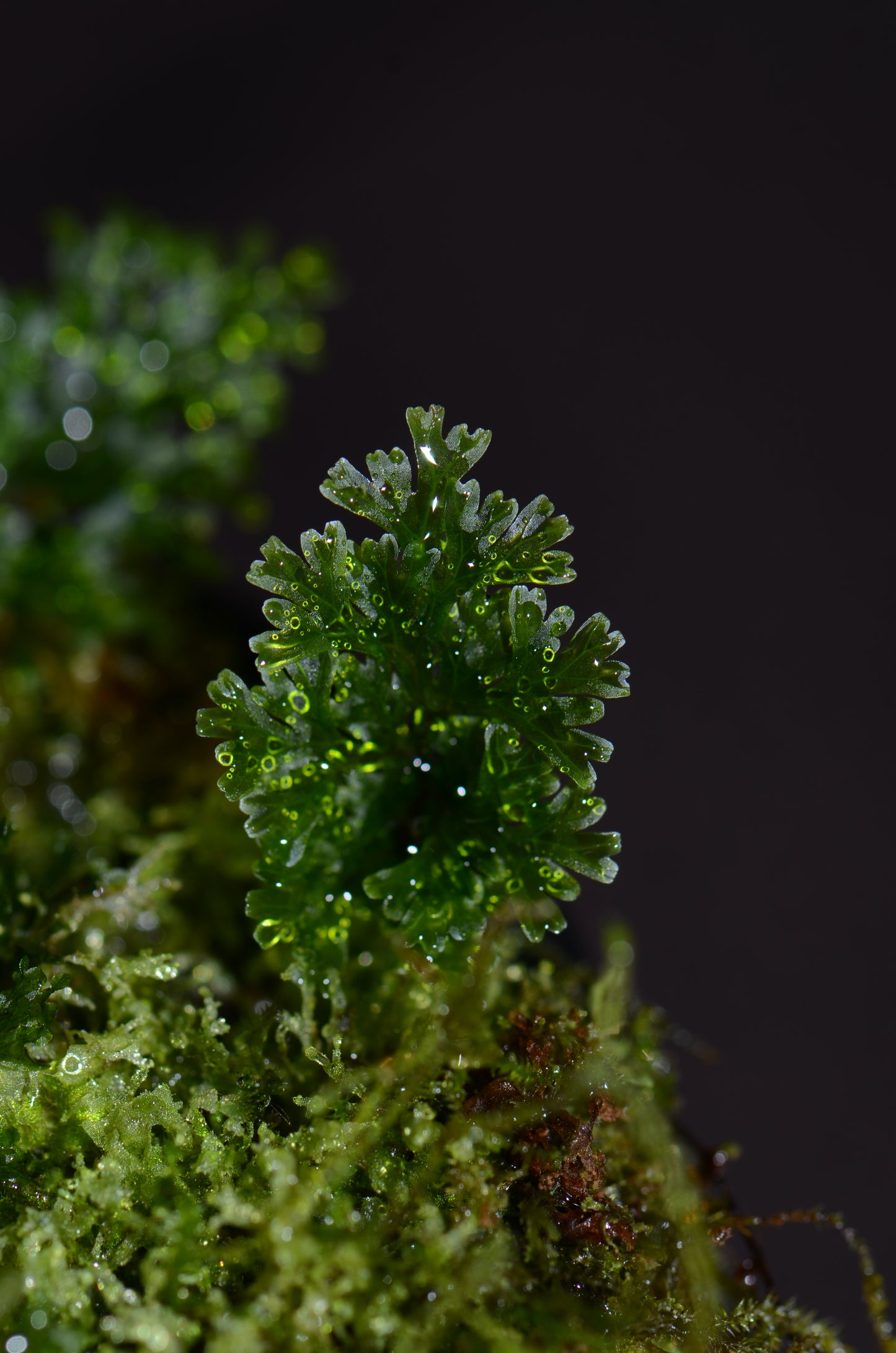 Crepidomanes sp. Tarapoto