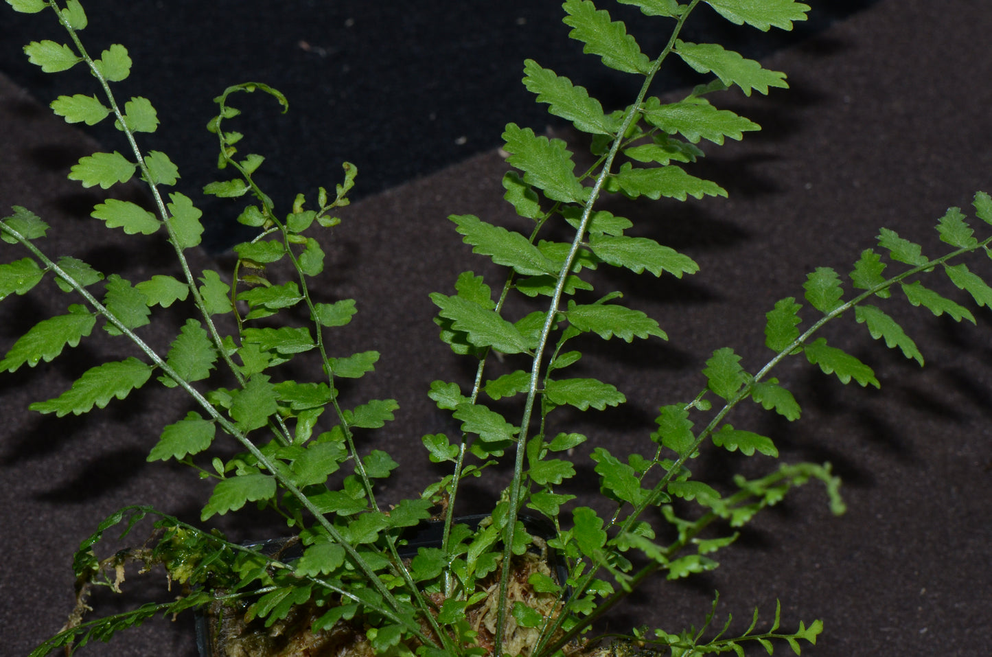 Asplenium aff. cuspidatum "Rincon Dulce"