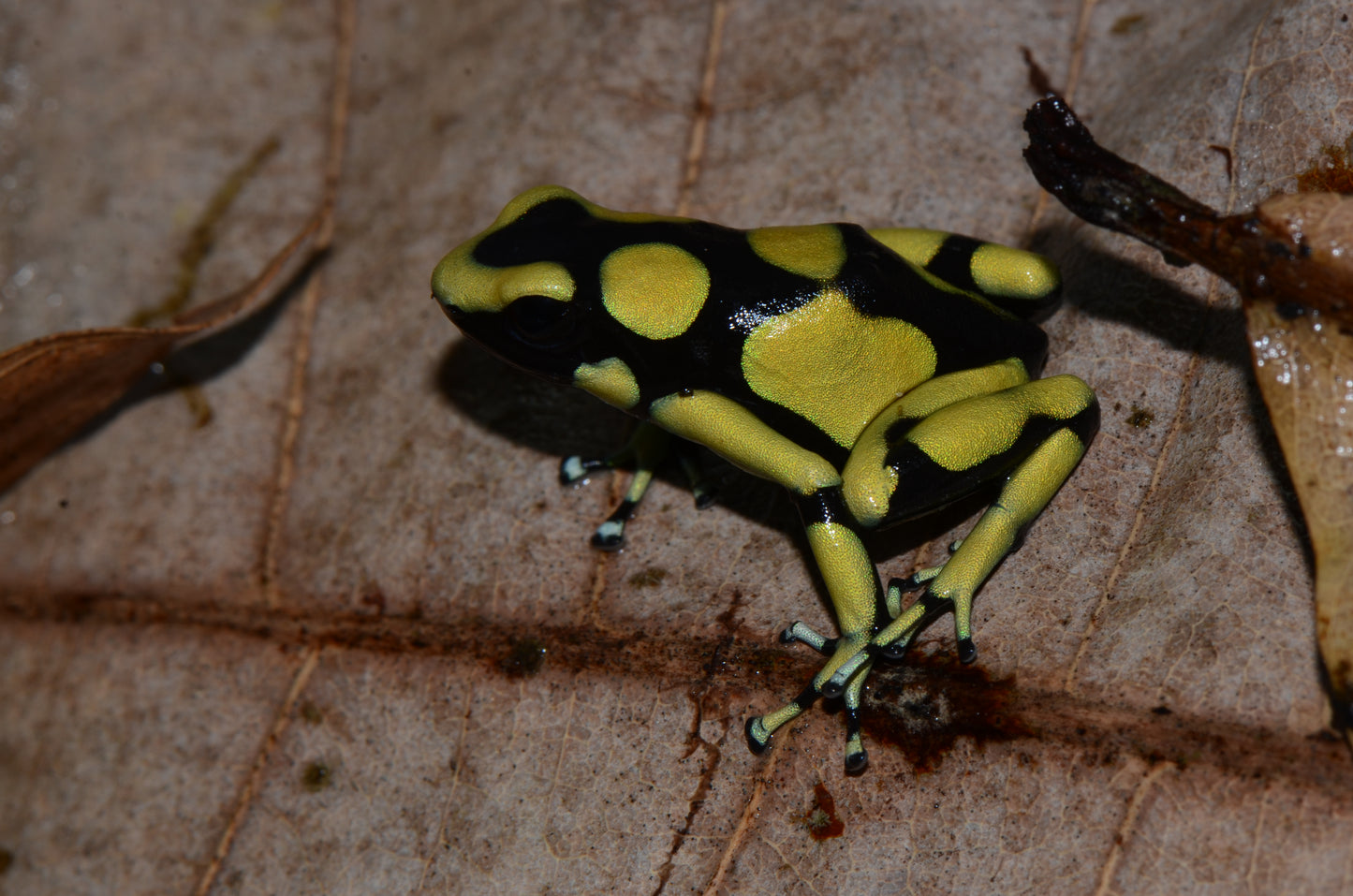 Dendrobates auratus "Colombian Yellow"