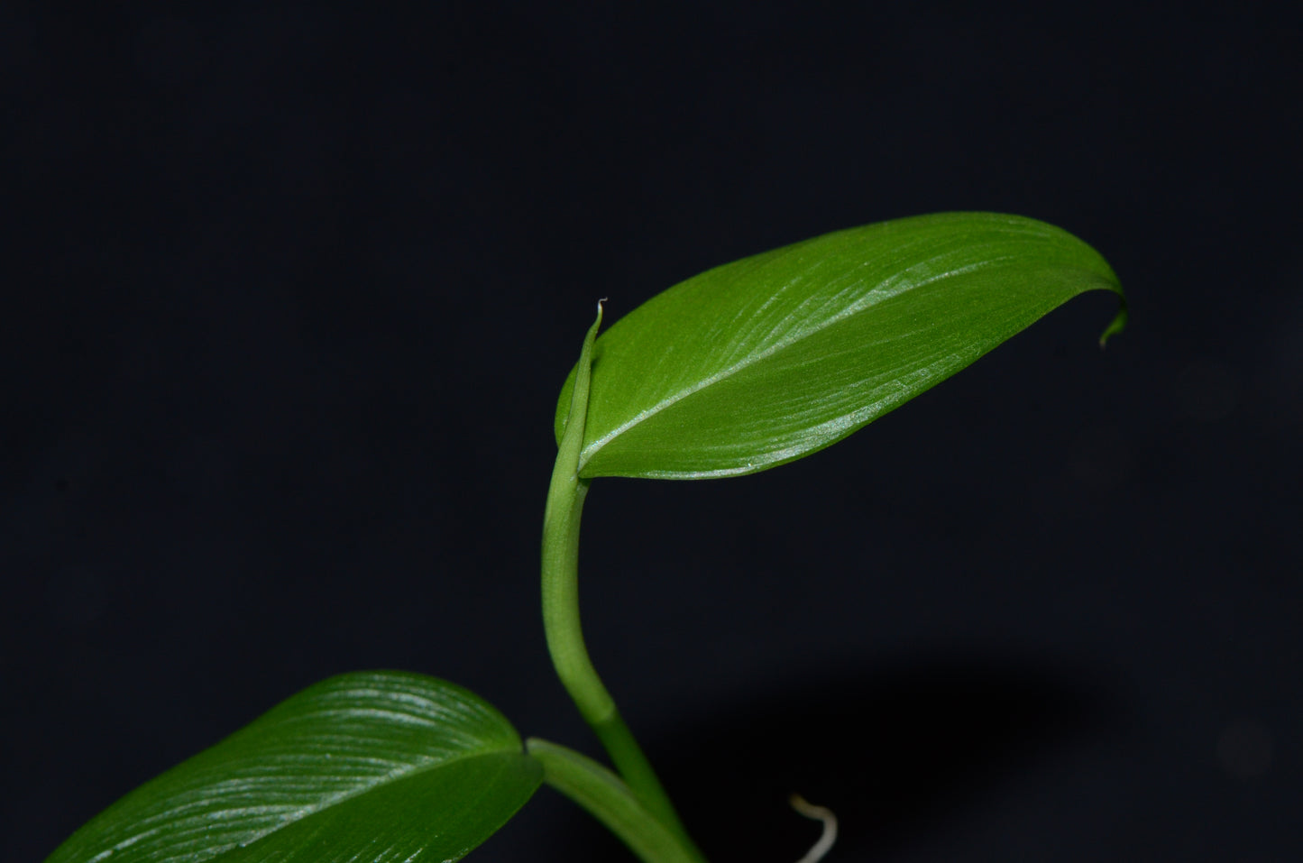 Philodendron "Dark Mountain Mini"