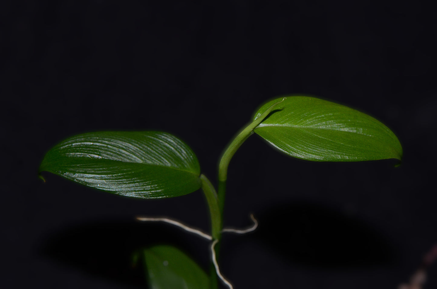 Philodendron "Dark Mountain Mini"