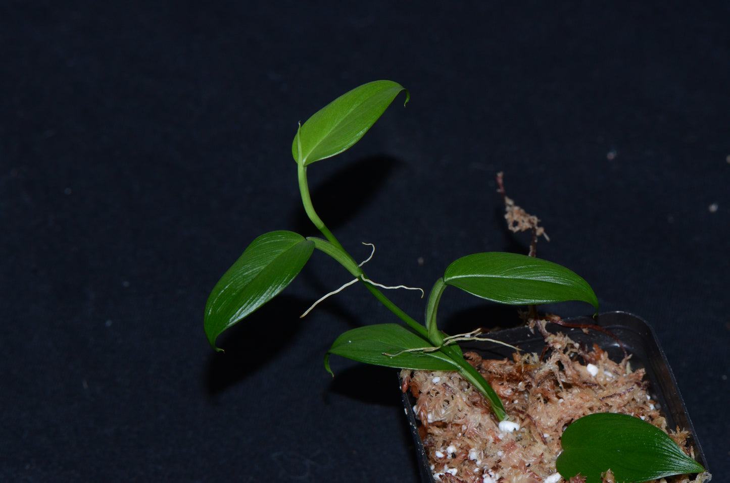 Philodendron "Dark Mountain Mini"