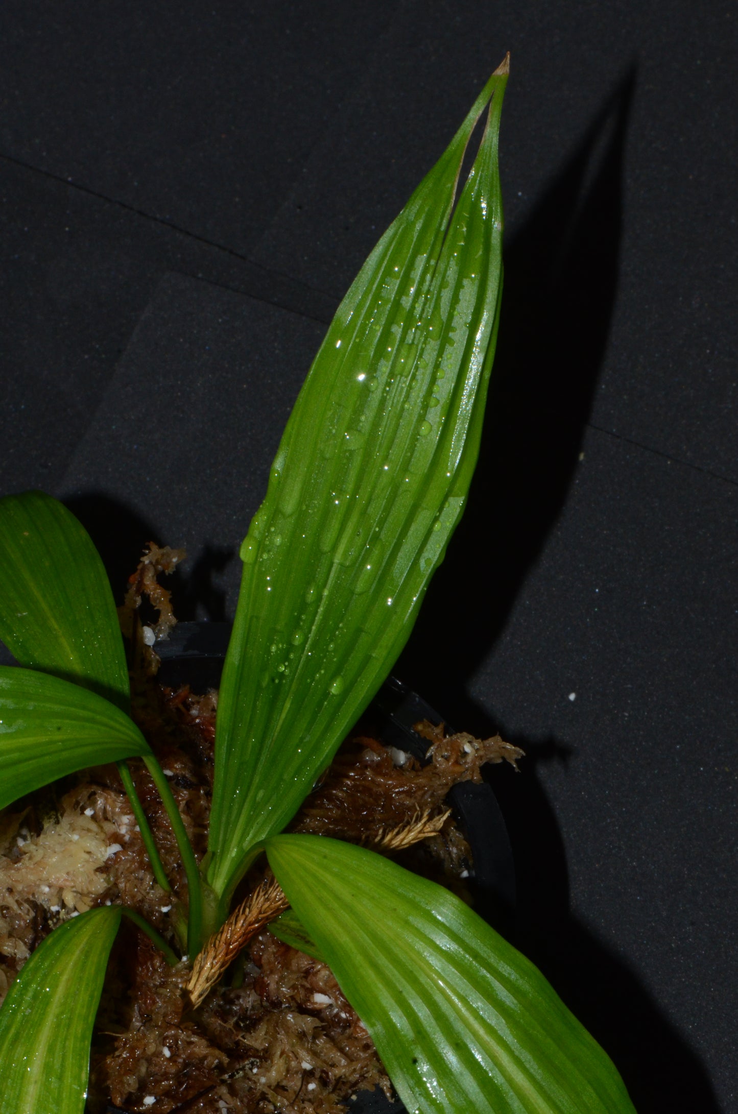 Dicranopygium sp. "Tarapoto"