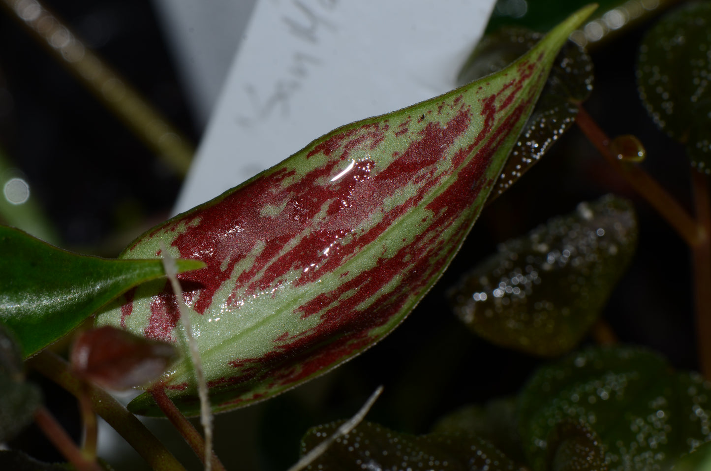 Peperomia aff. eburnea