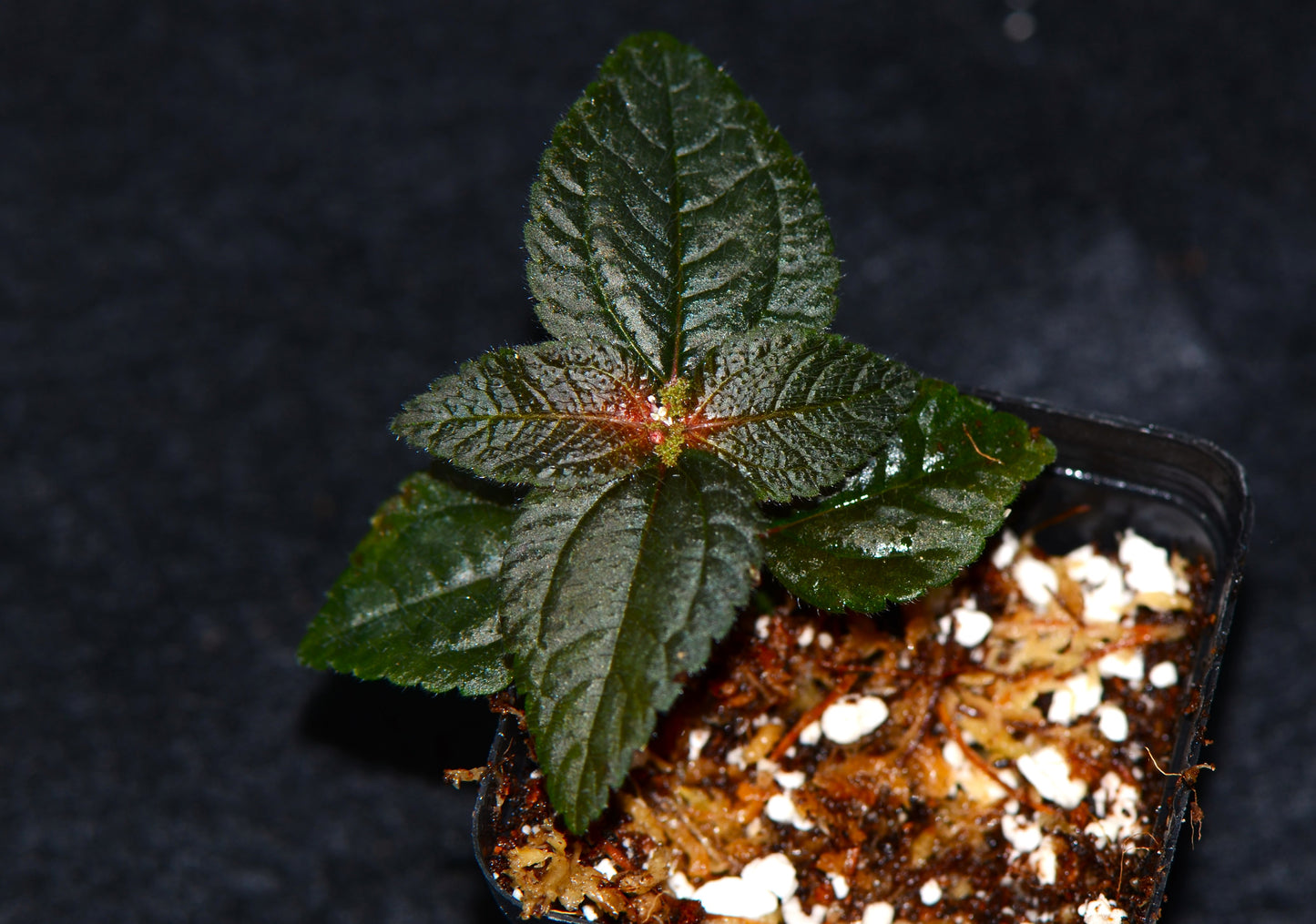 Pilea sp.  "Dark Ecuador"