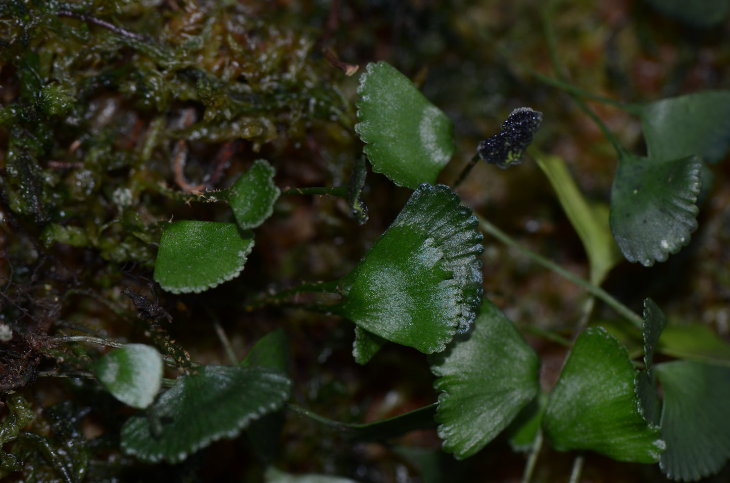 Elaphoglossum peltatum "Peru-Ginko"