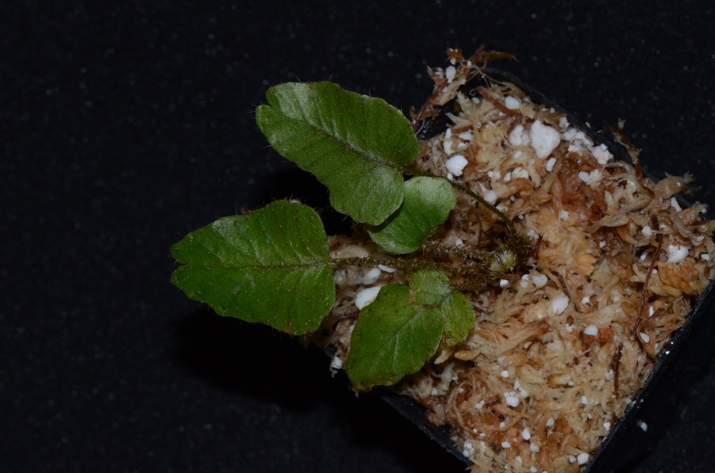 Elaphoglossum exsertipes