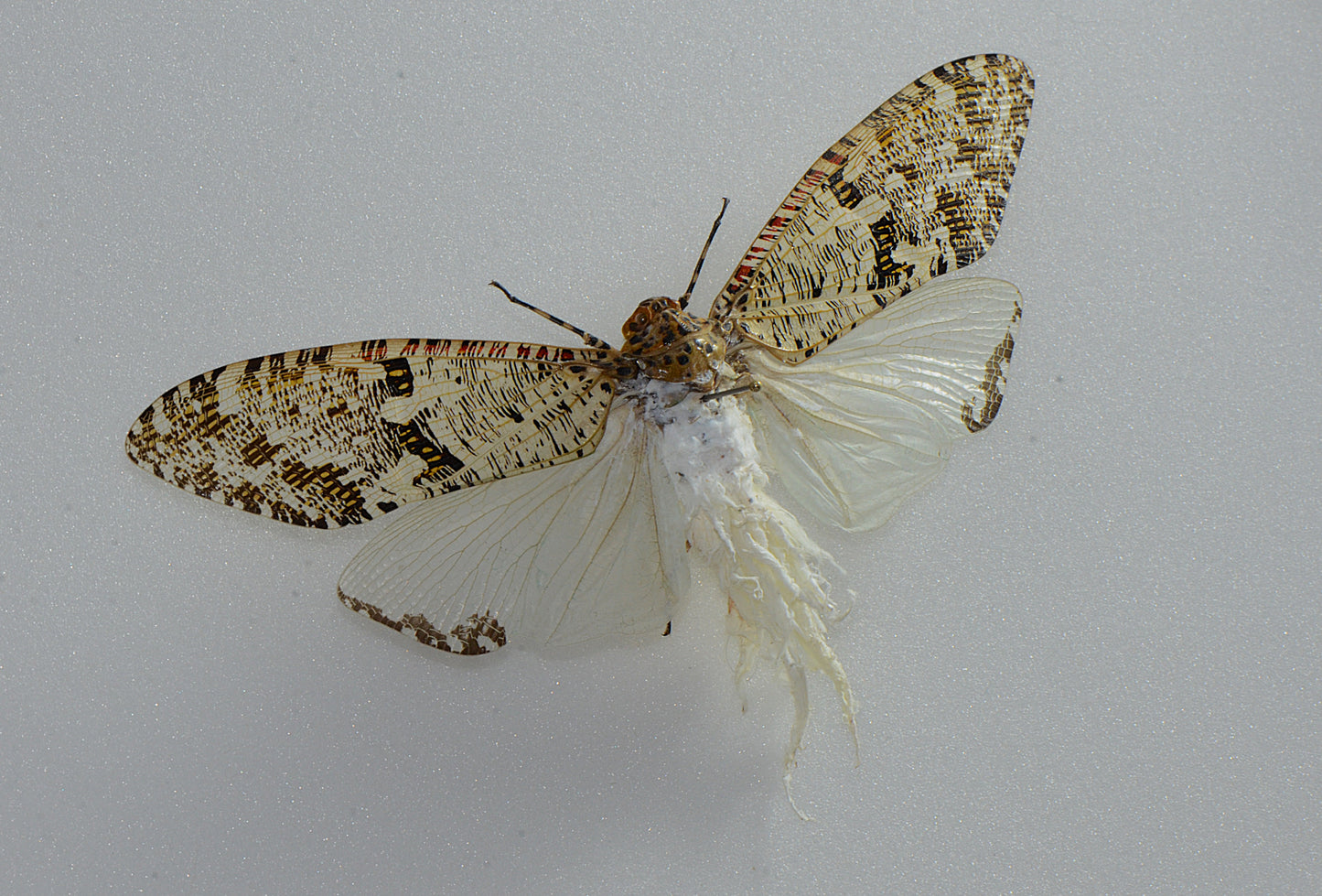 Phenax variegata