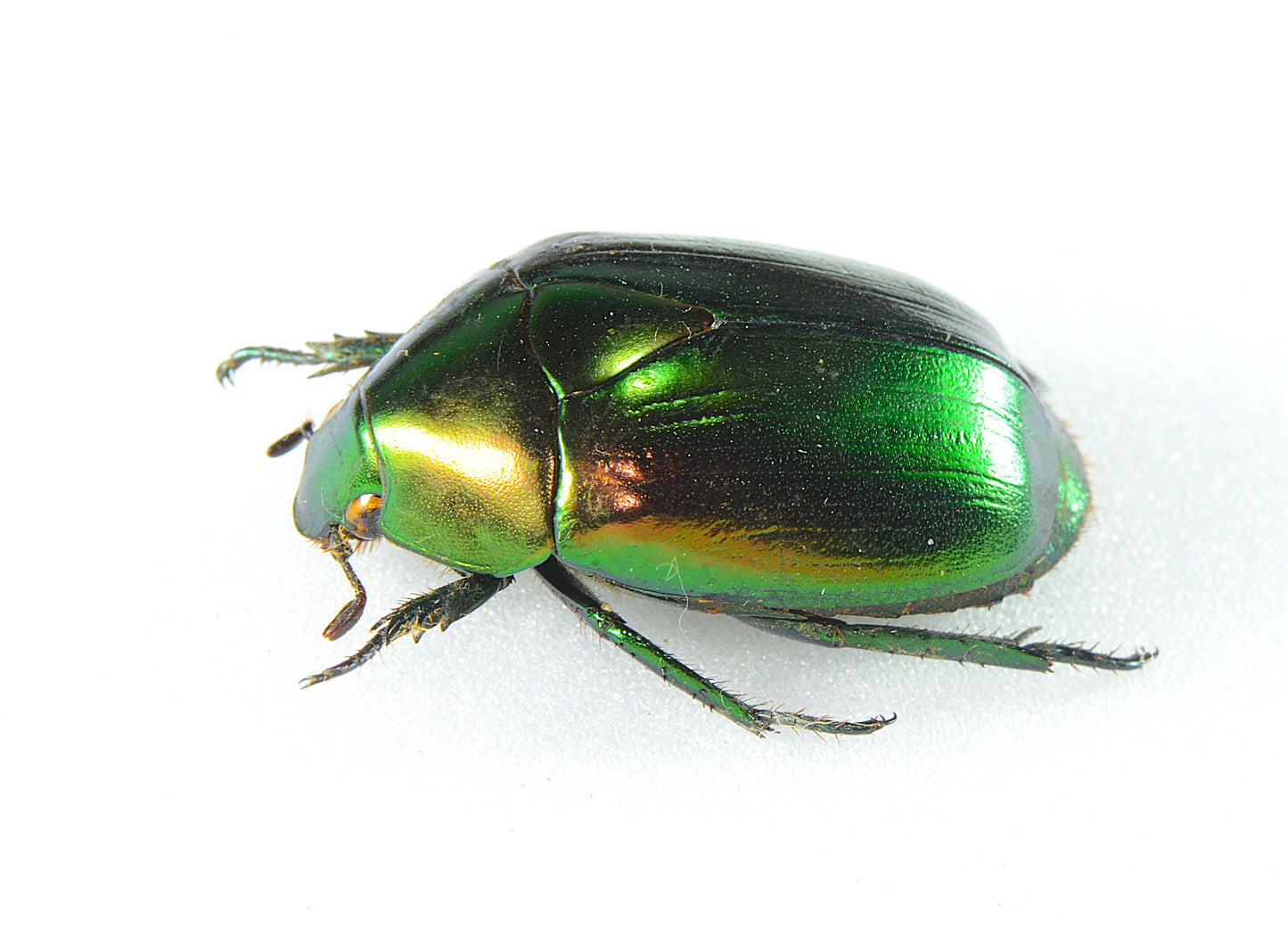 Rutelinae (Macraspis sp?) Green/Gold Peru