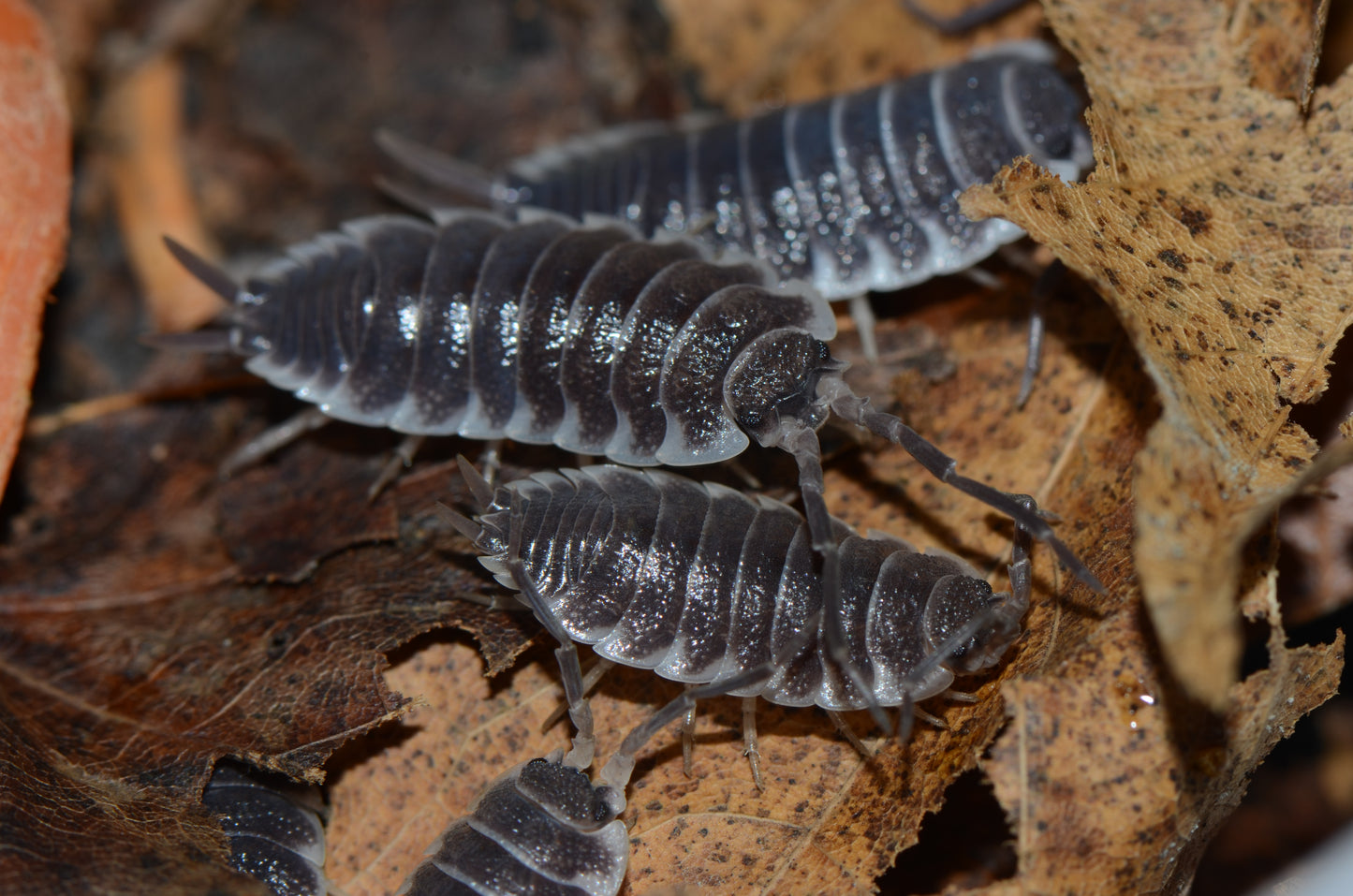 Porcellio hoffmannseggi (Starter Colony of 10)